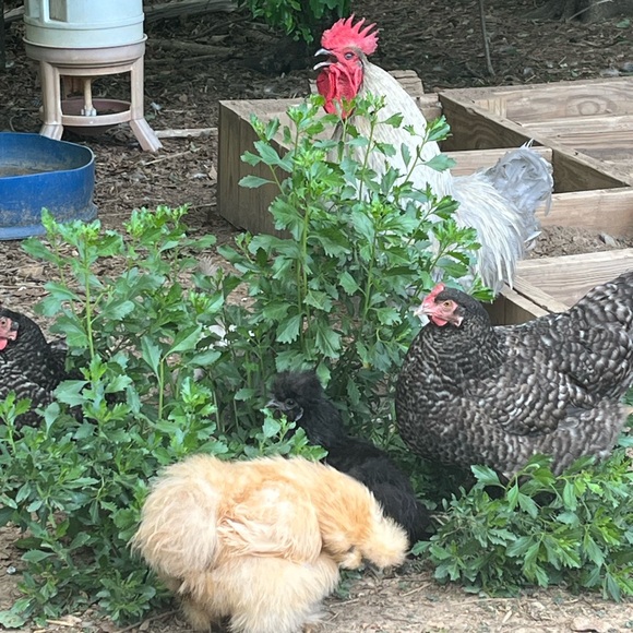 Meet your Posher, Tanya - Picture 5 of 6